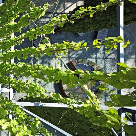 jakob trellis system.